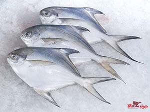 لیست قیمت فروش عمده ماهی ماهی
